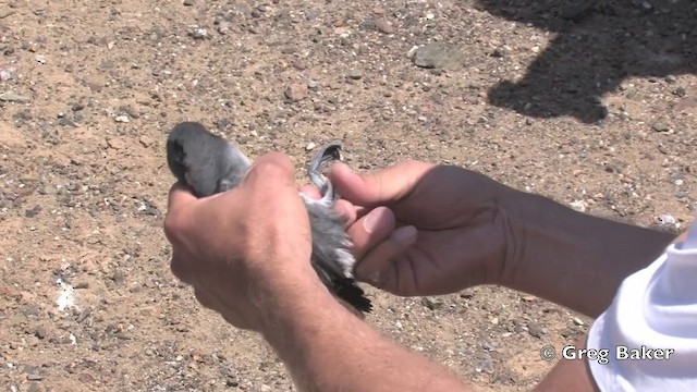 Cassin's Auklet - ML201805851