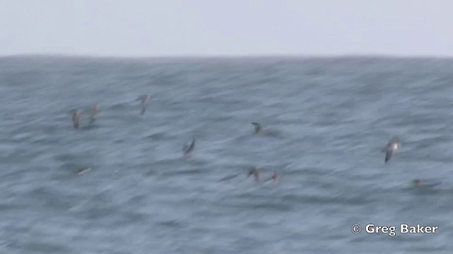 Black-vented Shearwater - ML201805861