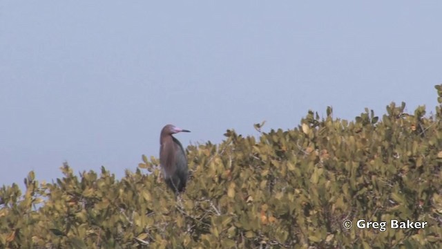 Reddish Egret - ML201805881