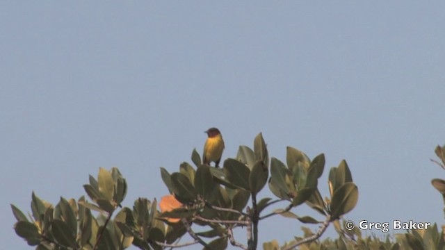 Reinita de Manglar (grupo erithachorides) - ML201805891