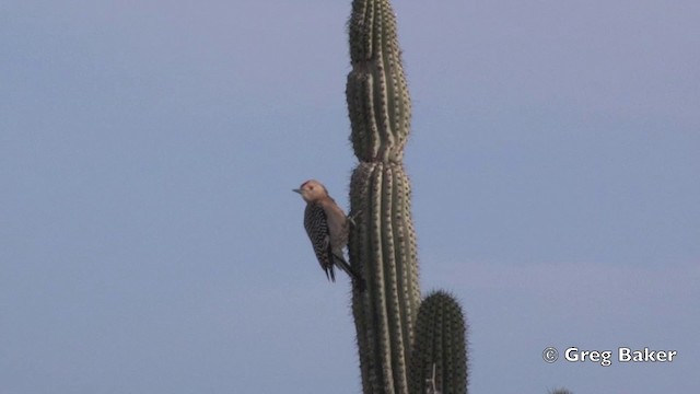 Carpintero de Gila - ML201805921