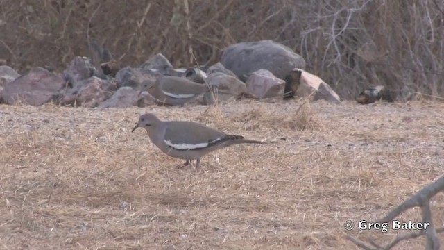 White-winged Dove - ML201805941