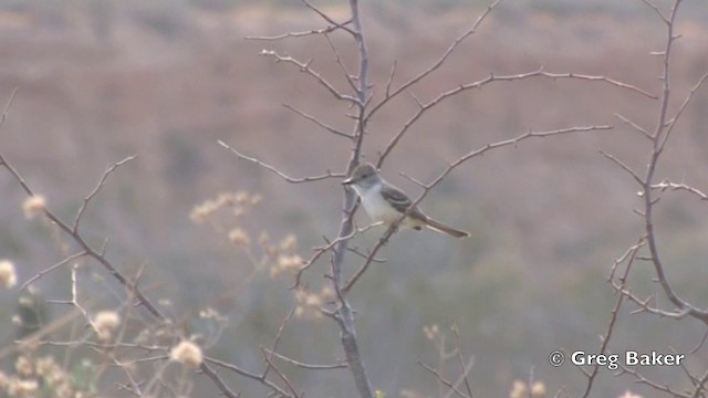 Ash-throated Flycatcher - ML201805961