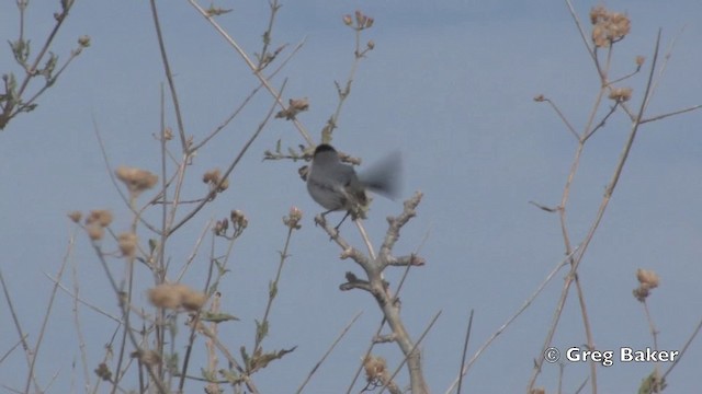 California Gnatcatcher - ML201805981