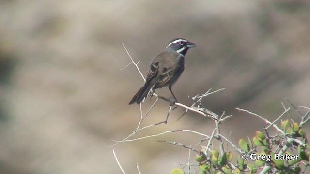Black-throated Sparrow - ML201806021