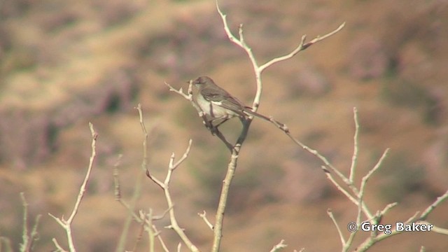 Northern Mockingbird - ML201806061