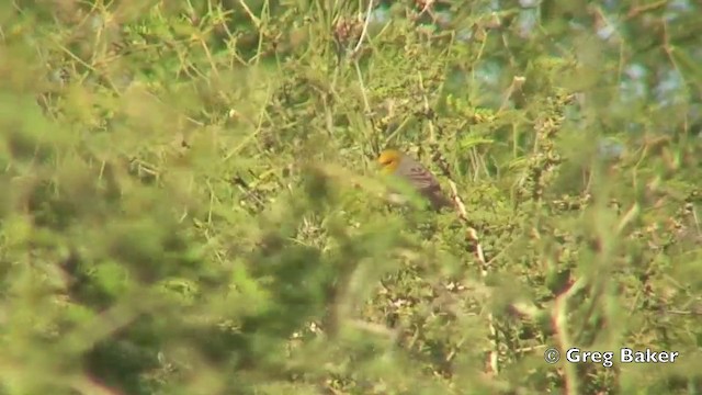 Auripare verdin - ML201806071