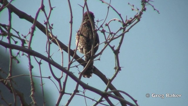 Cactus Wren (affinis Group) - ML201806091