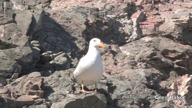 Yellow-footed Gull - ML201806161