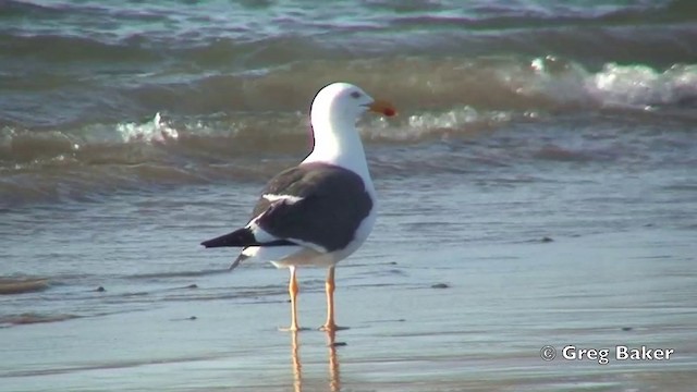 Yellow-footed Gull - ML201806201