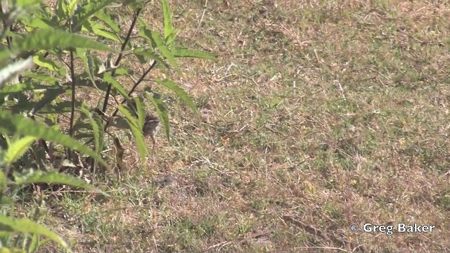 Cactus Wren (affinis Group) - ML201806381