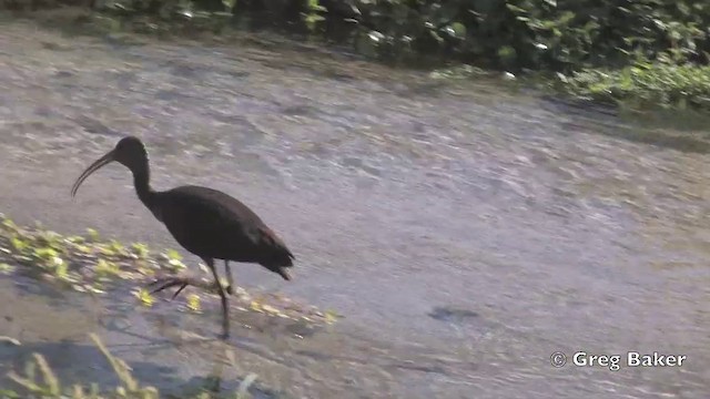 White-faced Ibis - ML201806391