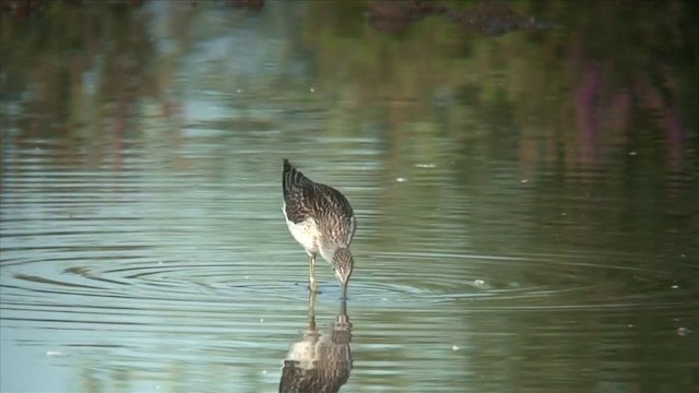 Common Greenshank - ML201806401