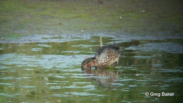 Zertzeta arrunta (eurasiarra) - ML201806461
