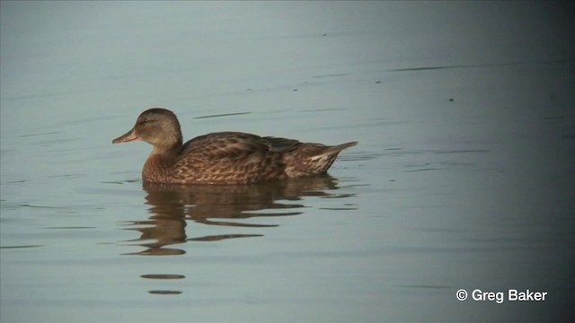 Canard chipeau - ML201806481