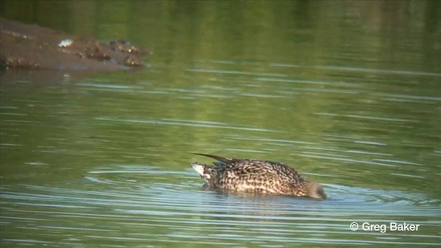 Canard chipeau - ML201806491