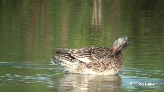 Canard chipeau - ML201806501