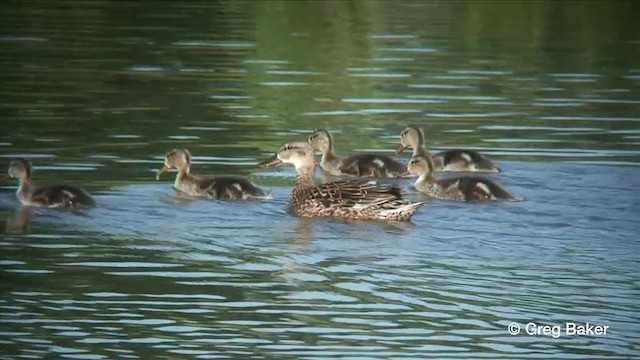 Canard chipeau - ML201806511