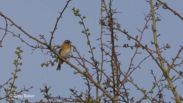 Brambling - ML201806581