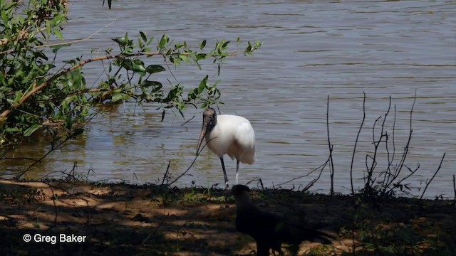 Wood Stork - ML201806601