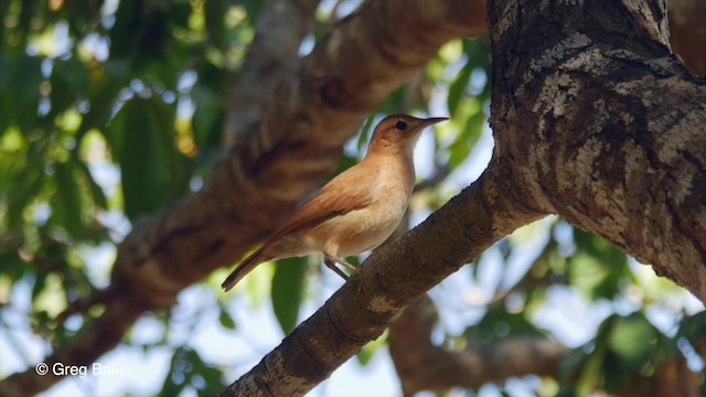 Rufous Hornero - ML201806611