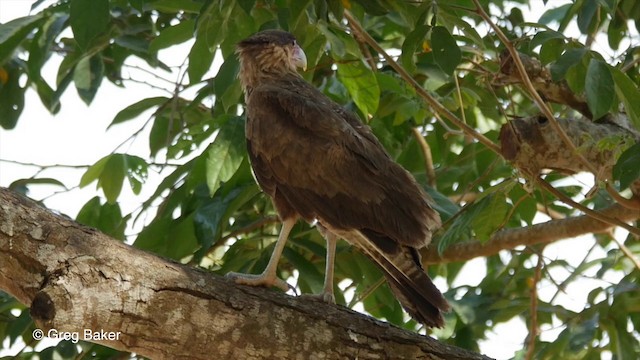 Caracara Carancho (sureño) - ML201806621