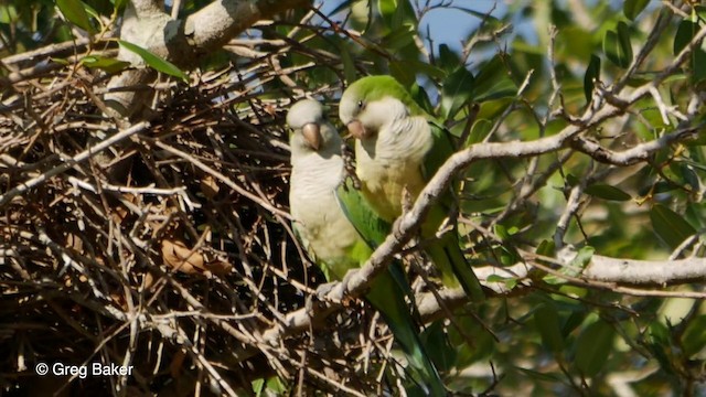 Monk Parakeet (Monk) - ML201806651