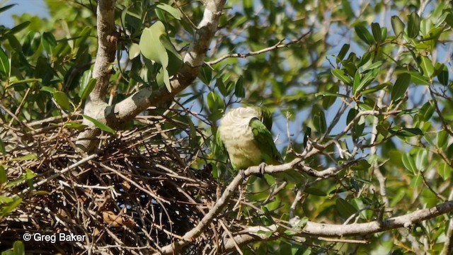 Monk Parakeet (Monk) - ML201806661