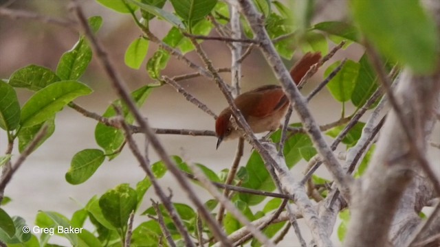 オオアレチカマドドリ - ML201806671