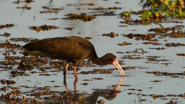 Ibis à face nue - ML201806711