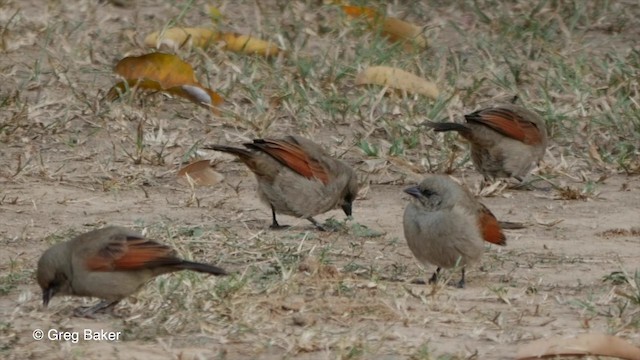 クリバネコウウチョウ - ML201806721