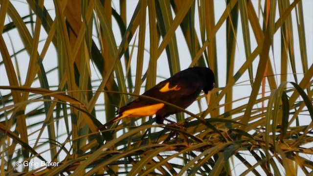 Cacique Lomiamarillo (amazonía) - ML201806731