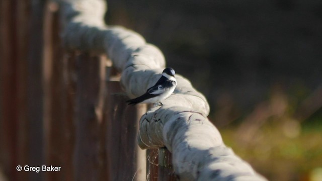 White-winged Swallow - ML201806761