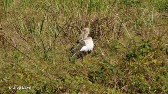 maguaristork - ML201806781