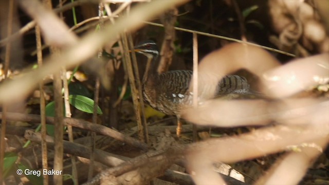 Sunbittern - ML201806791