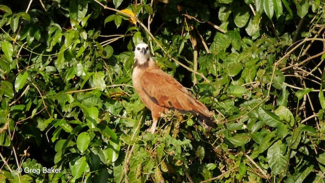 Fischbussard - ML201806801