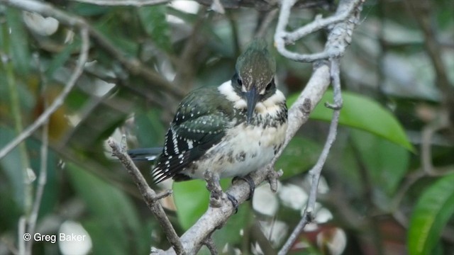 Green Kingfisher - ML201806821