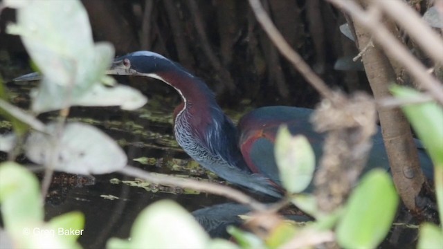 Agami Heron - ML201806831