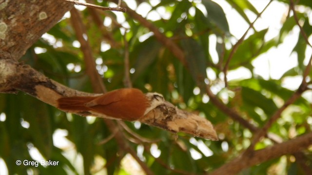 Narrow-billed Woodcreeper - ML201806851