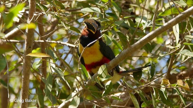 Chestnut-eared Aracari - ML201806871