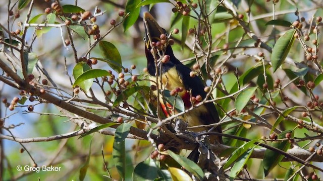 Chestnut-eared Aracari - ML201806881