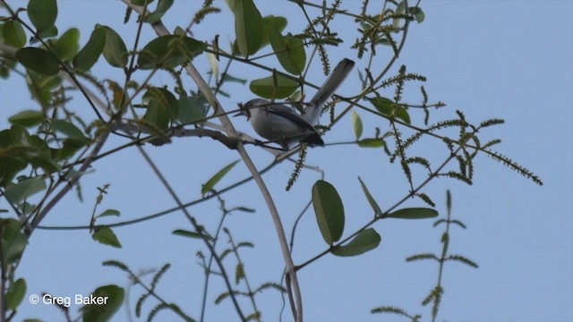 Masked Gnatcatcher - ML201806931