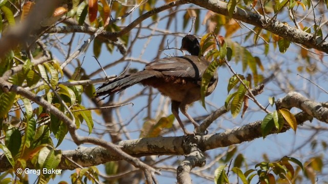 Chaco Chachalaca - ML201806971