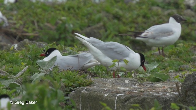 Mediterranean Gull - ML201807031