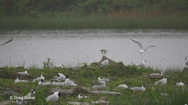 racek černohlavý - ML201807091