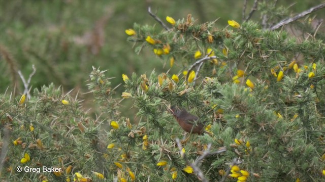 Dartford Warbler - ML201807101