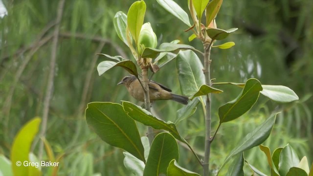 Cinereous Conebill (Ochraceous) - ML201807131