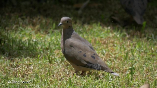 Eared Dove - ML201807141