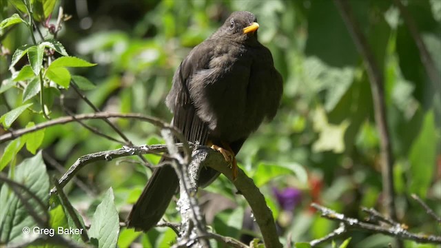 Great Thrush - ML201807161