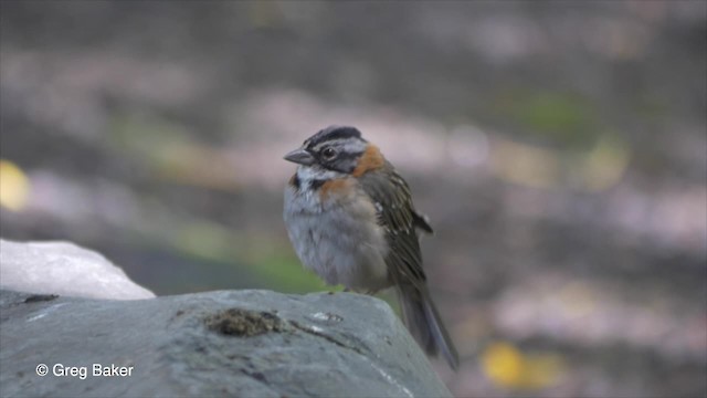 アカエリシトド（capensis グループ） - ML201807181